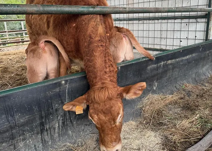 Campo Cantina Sulla * غافورانا